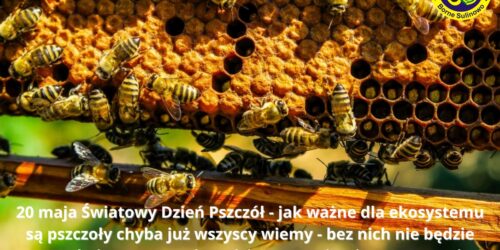 Dzień Pszczół